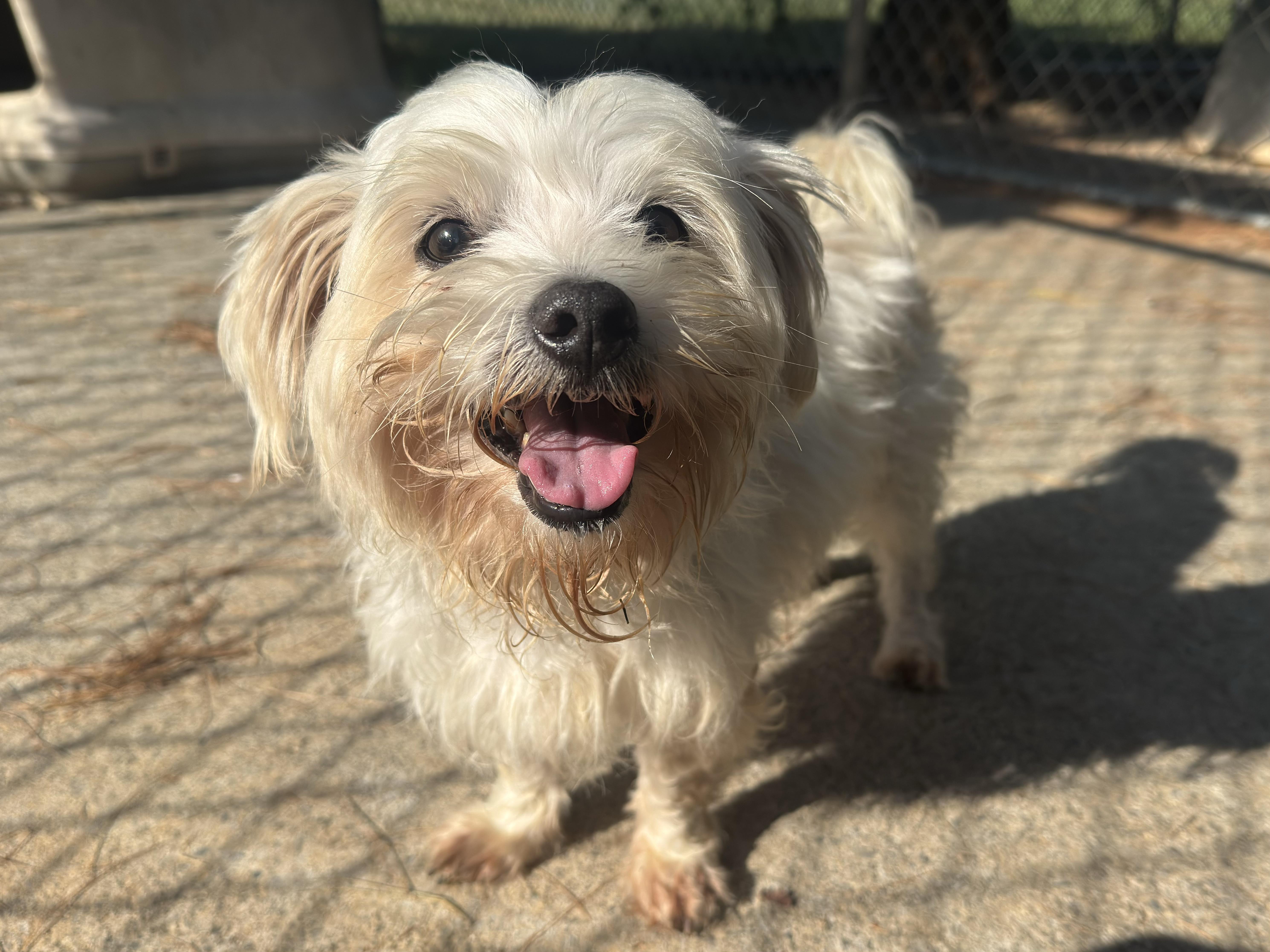 Enlarge Stanley, a ADOPTABLE Mixed Breed in Kearneysville, WV image 3/3