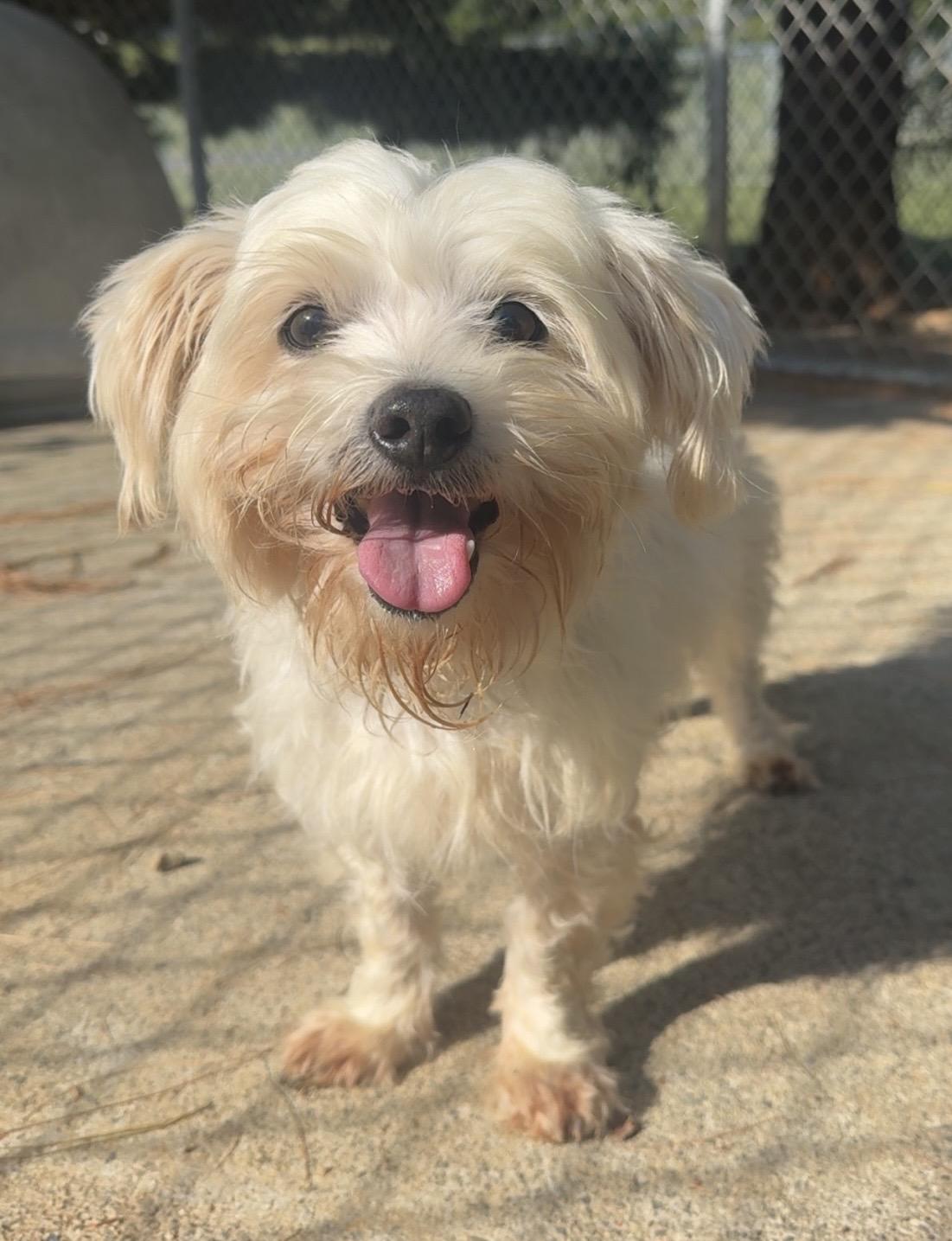 Stanley, ADOPTABLE, Senior Male Mixed Breed.