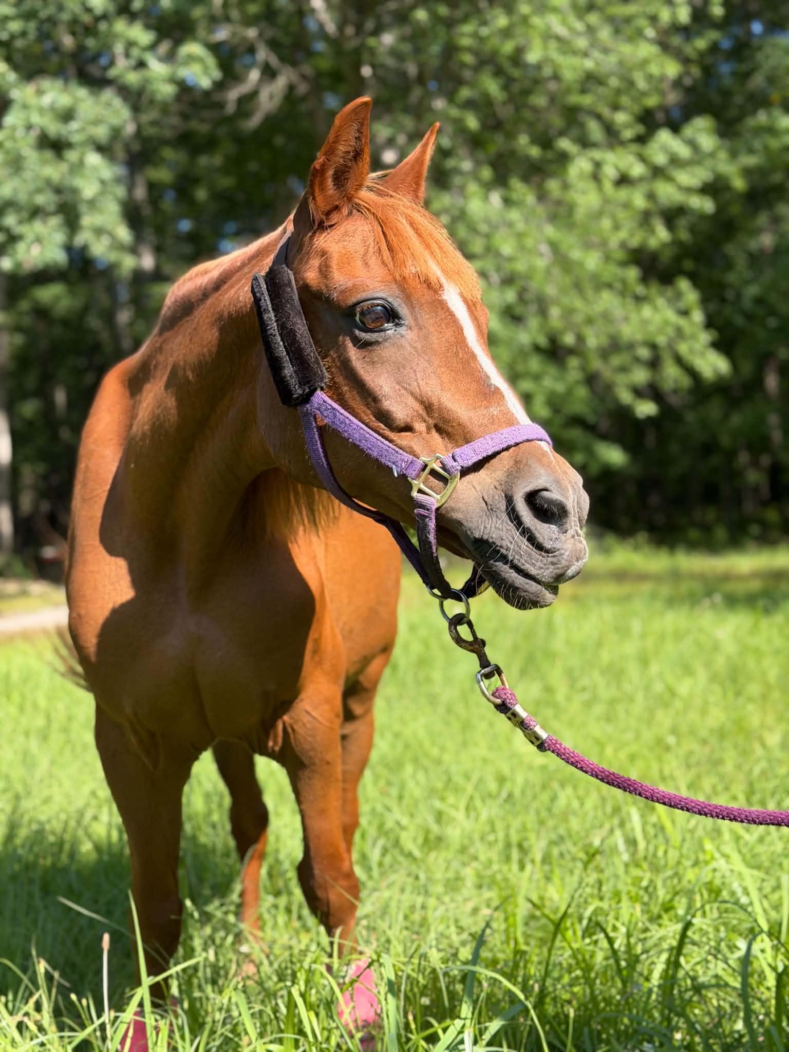 Willow, ADOPTABLE, Adult Female Pony.