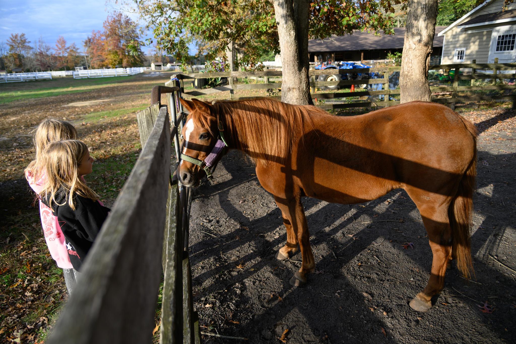 Enlarge Willow, a ADOPTABLE Pony in Wall, NJ image 3/5