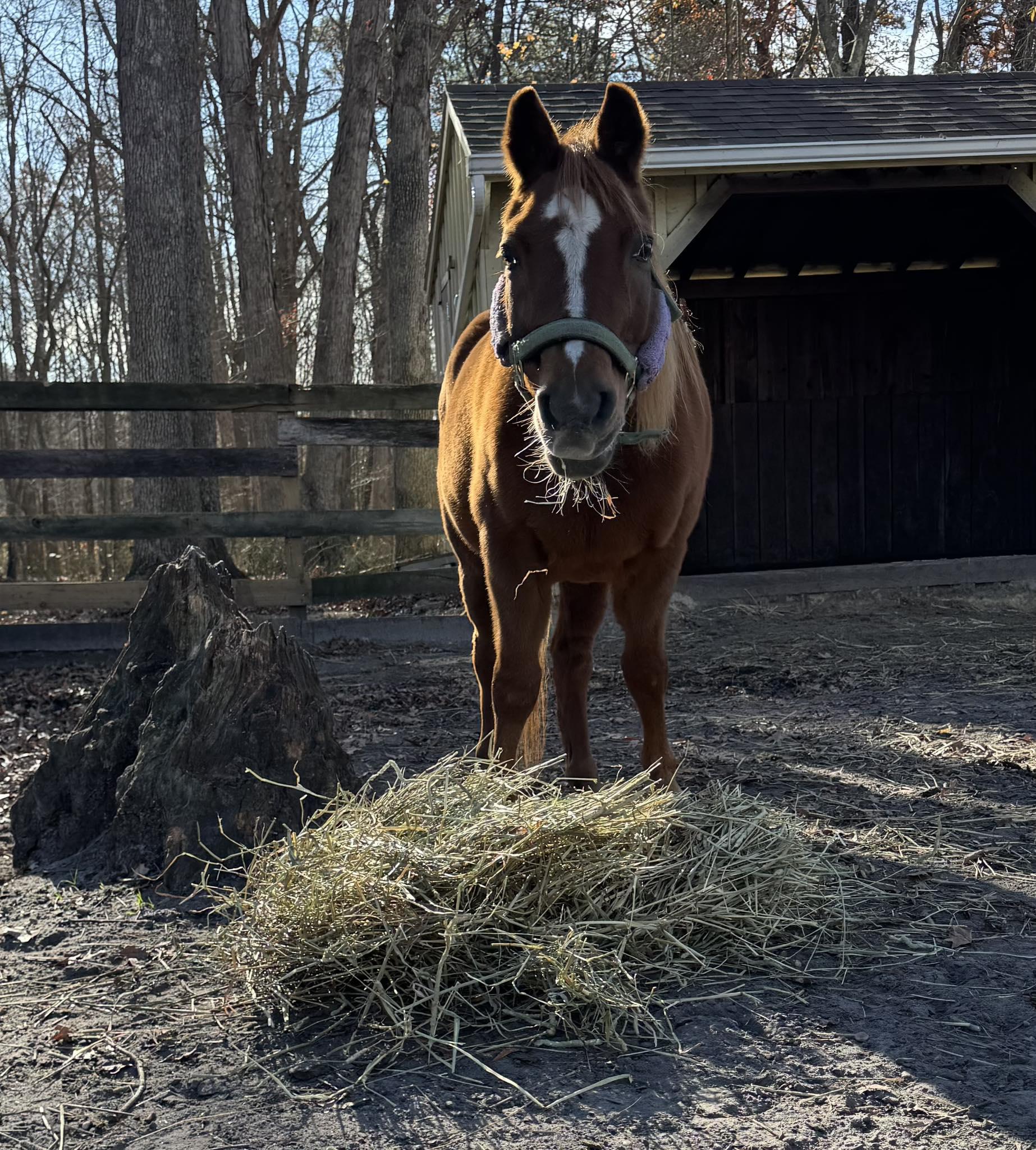 Enlarge Willow, a ADOPTABLE Pony in Wall, NJ image 4/5