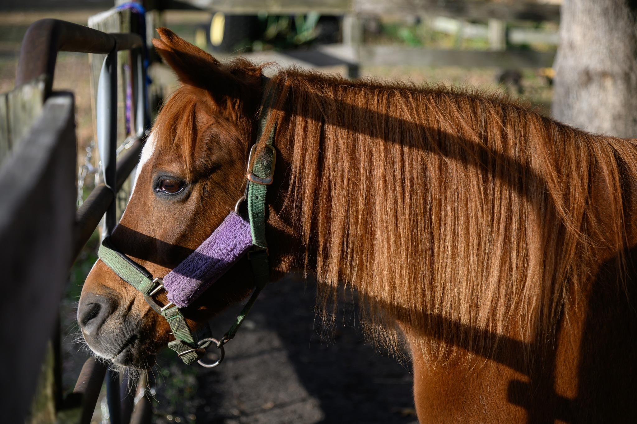 Enlarge Willow, a ADOPTABLE Pony in Wall, NJ image 5/5