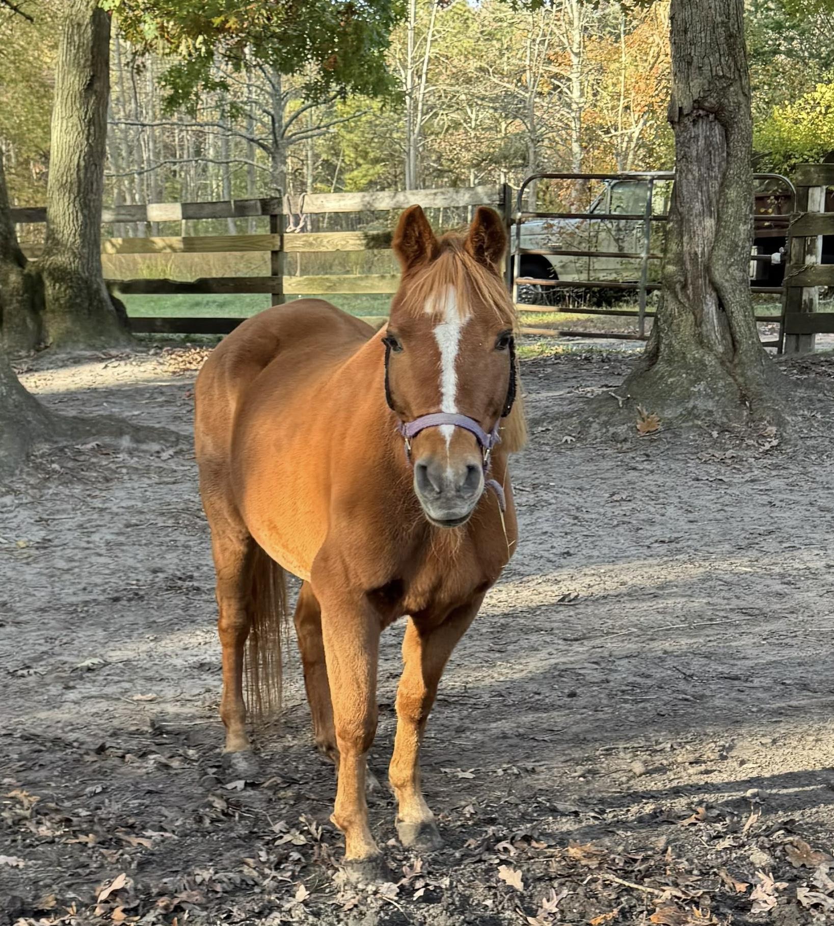 Willow, Adoptable, Adult Female Pony.