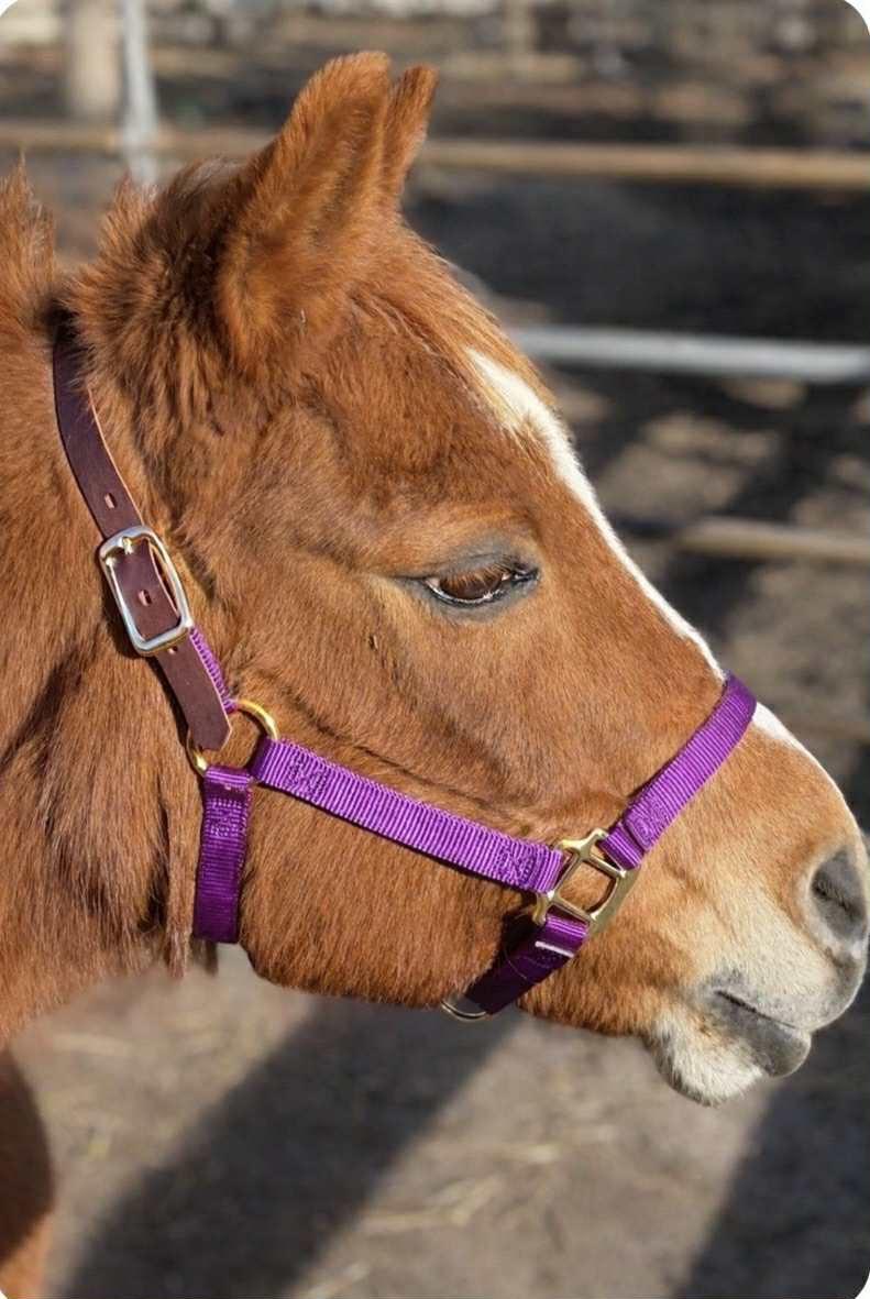 Enlarge Willow, a ADOPTABLE Pony in Wall, NJ image 2/5