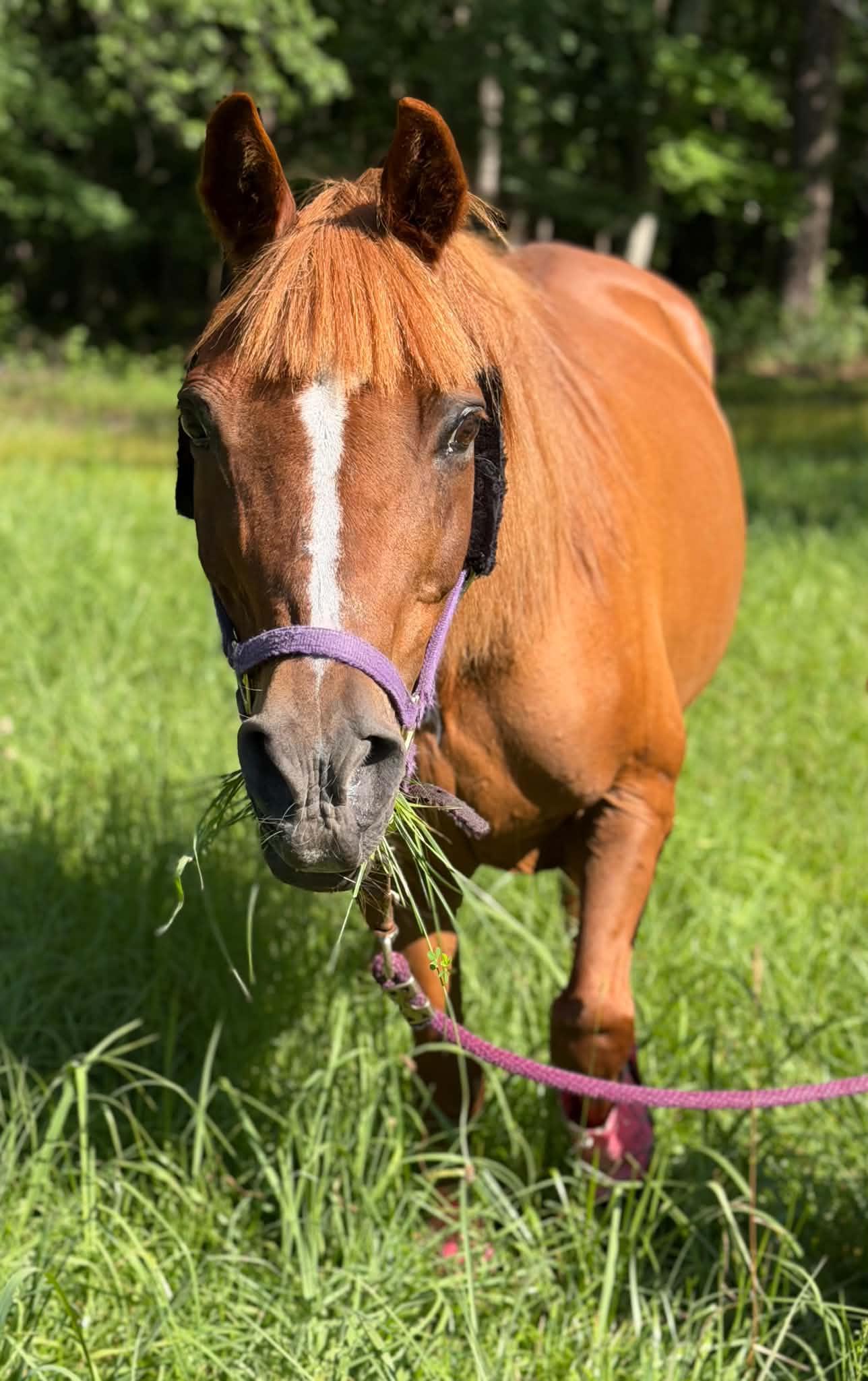 Enlarge Willow, a Adoptable Pony in Wall, NJ image 4/6