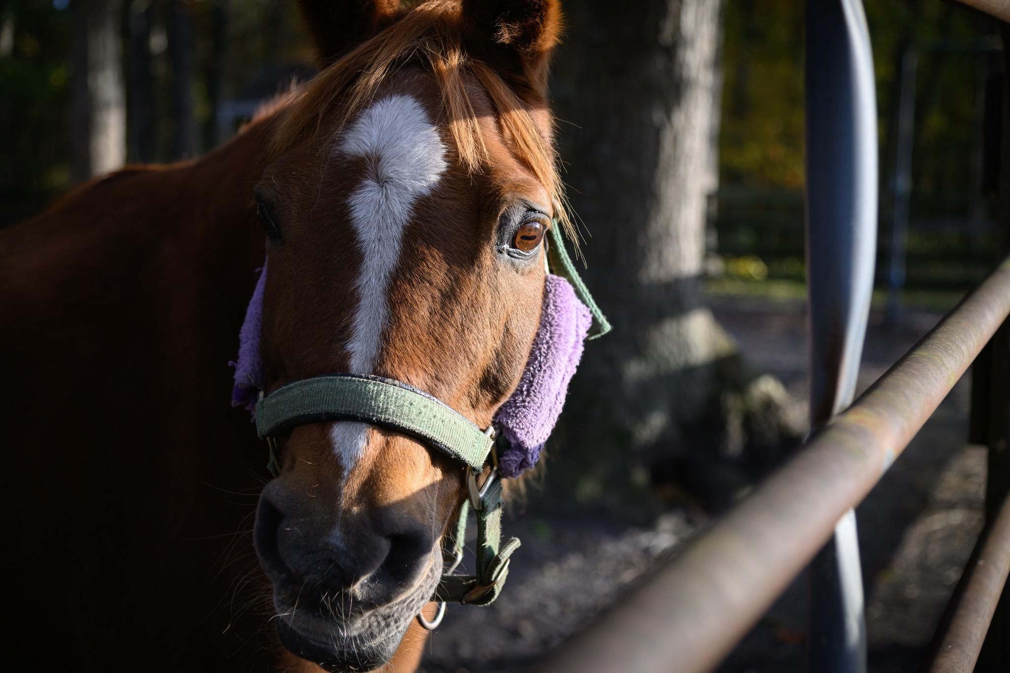 Enlarge Willow, a ADOPTABLE Pony in Wall, NJ image 1/5