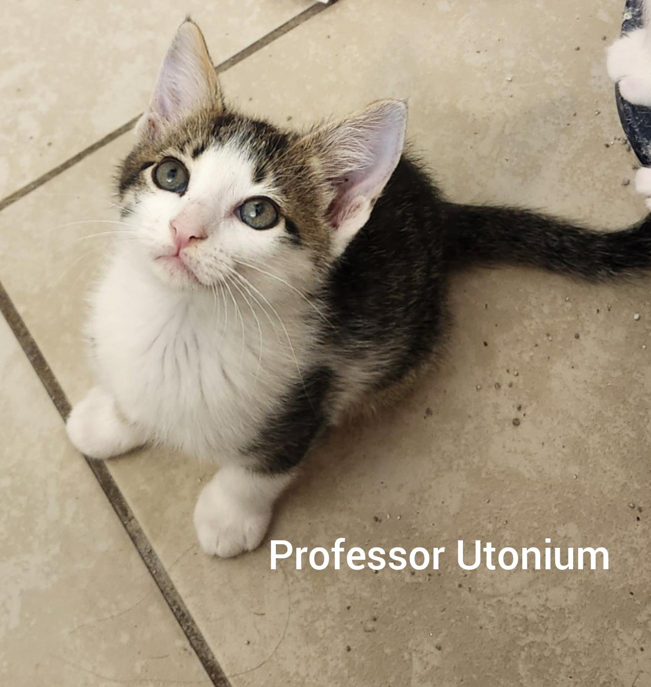 Enlarge Professor Utonium ( Powerpuff litter) Orlando Fl , a ADOPTABLE Domestic Short Hair in Orlando, FL image 3/3
