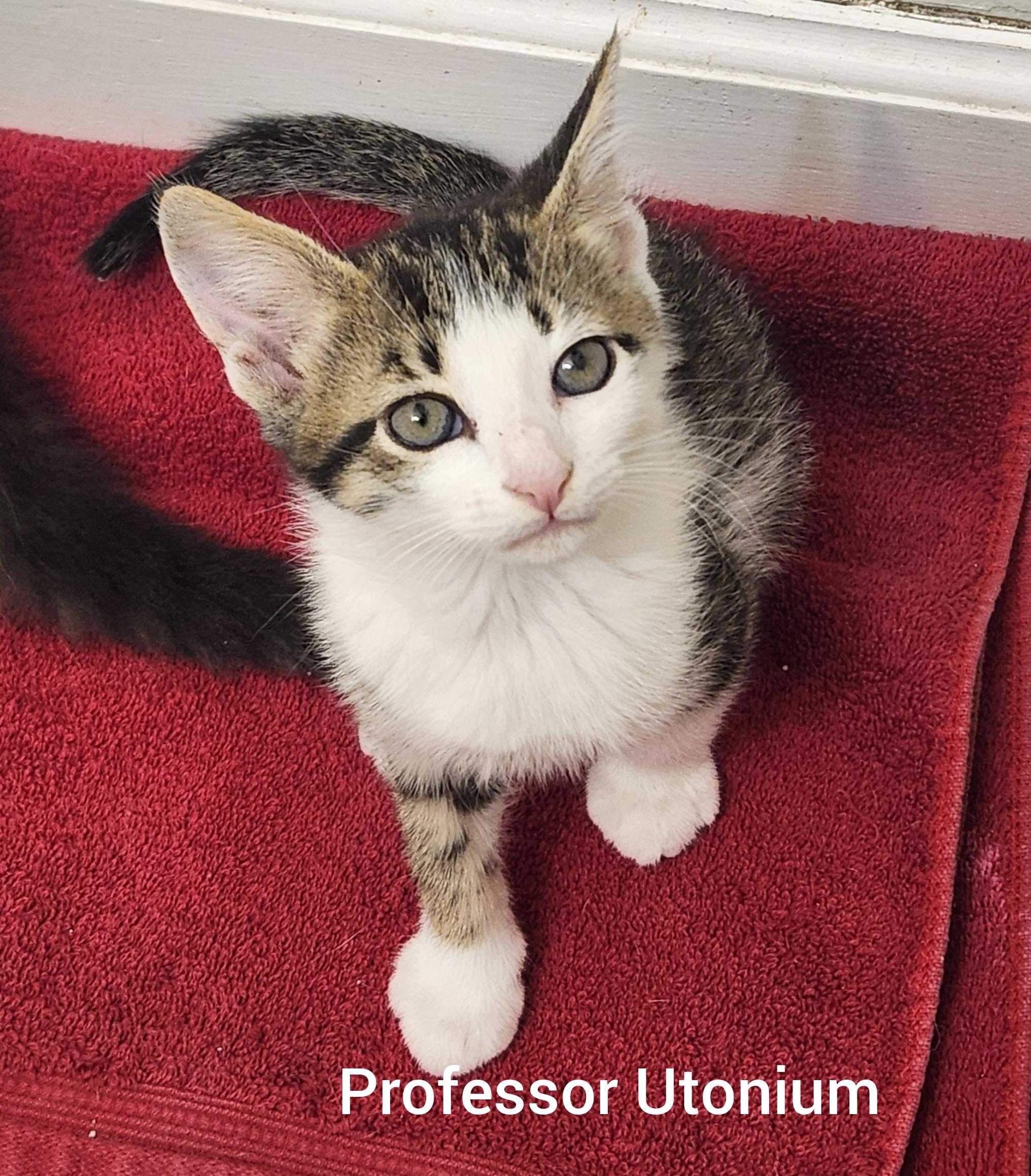 Enlarge Professor Utonium ( Powerpuff litter) Orlando Fl , a ADOPTABLE Domestic Short Hair in Orlando, FL image 2/3