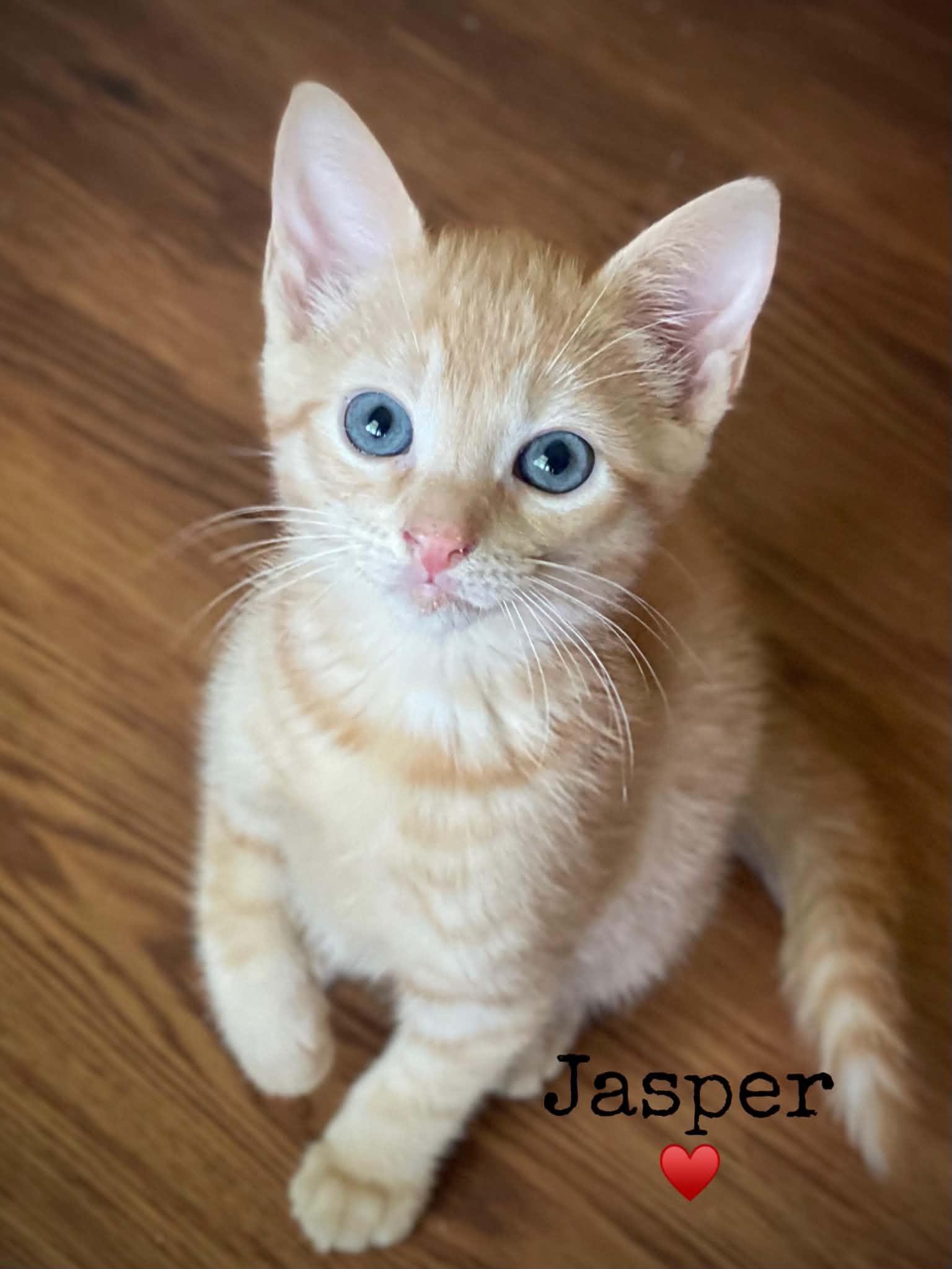 Jasper, adopted, Kitten Male Domestic Short Hair.