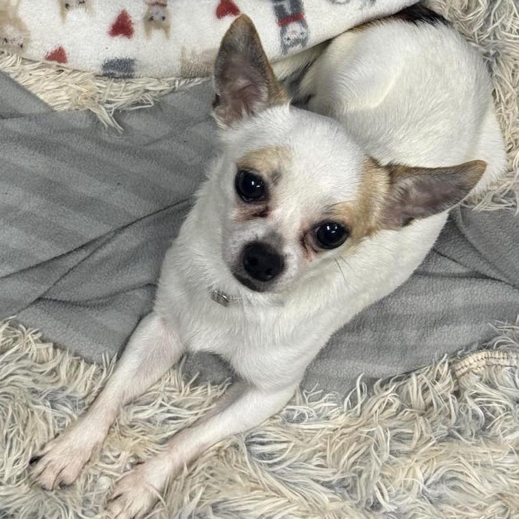 Toby, a Adoptable Chihuahua in Katy, TX image 1/5