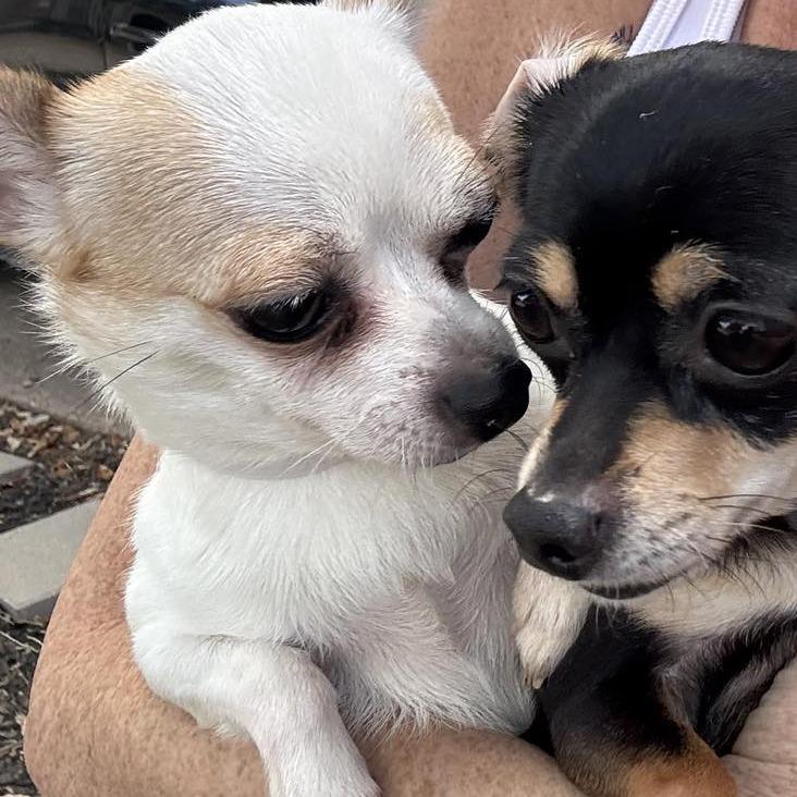 Toby, a Adoptable Chihuahua in Katy, TX image 3/5