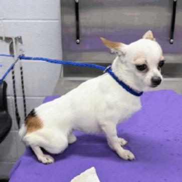 Toby, a Adoptable Chihuahua in Katy, TX image 4/5