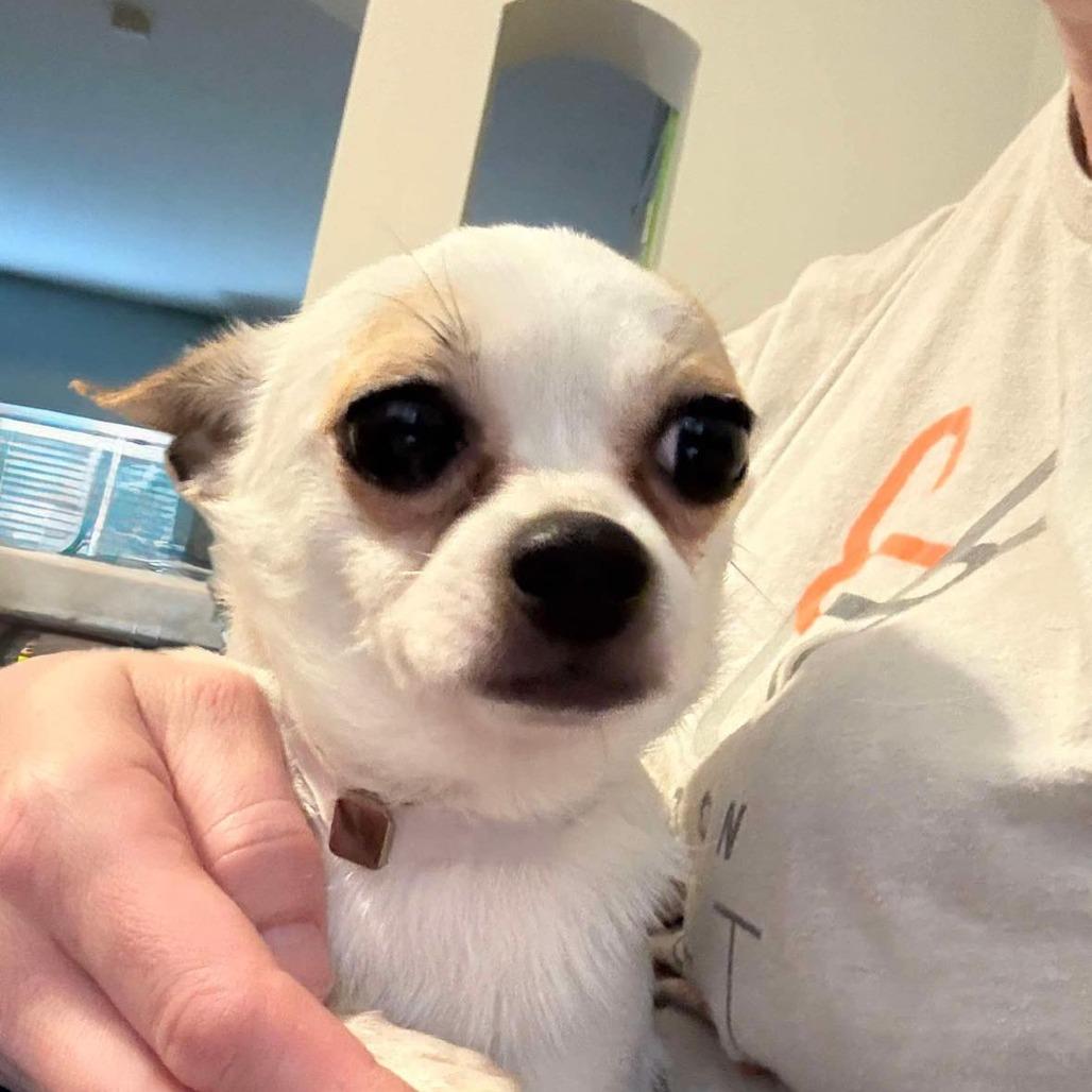 Toby, a Adoptable Chihuahua in Katy, TX image 5/5