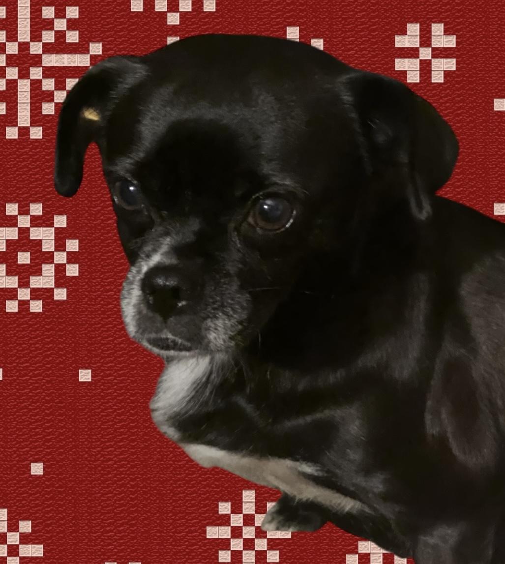 Enlarge Pugly, an adopted mixed breed in Soldotna, AK image 1/4