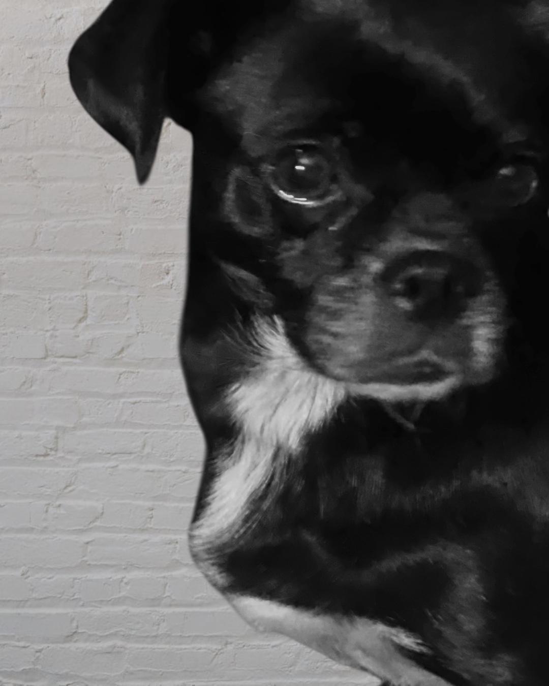 Enlarge Pugly, an adopted mixed breed in Soldotna, AK image 2/4