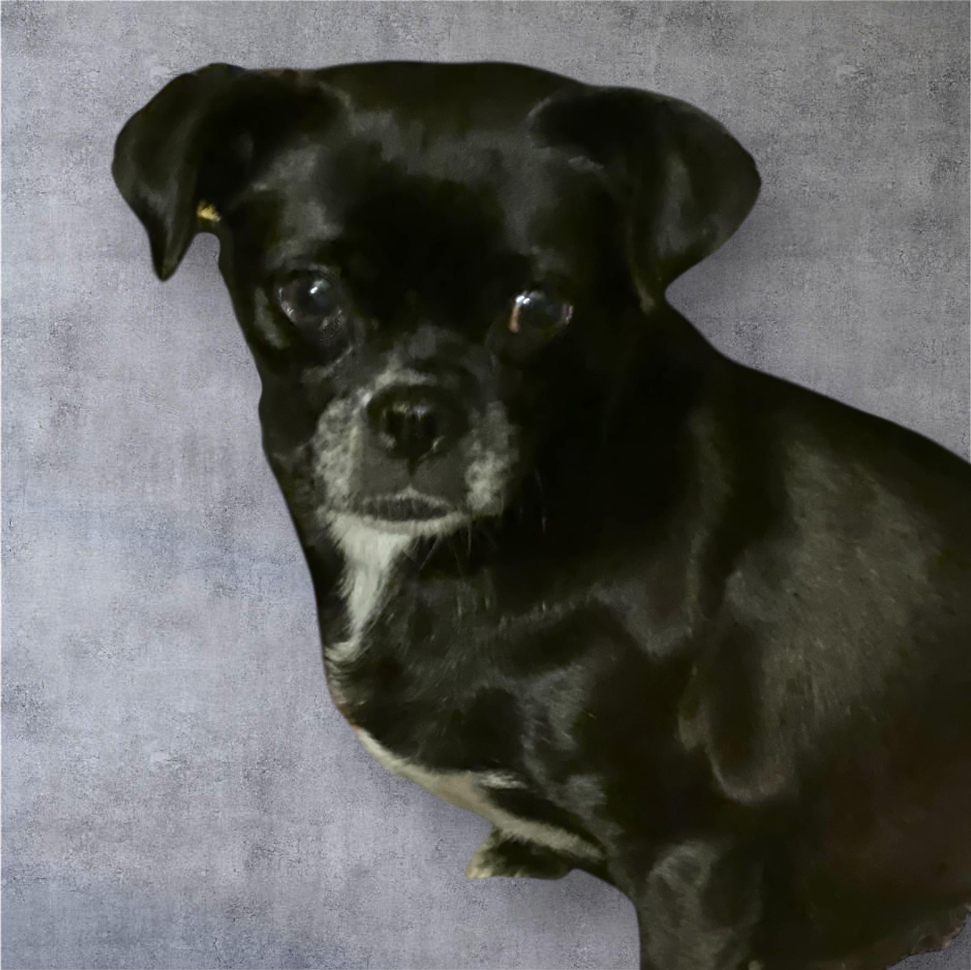 Enlarge Pugly, an adopted mixed breed in Soldotna, AK image 3/4