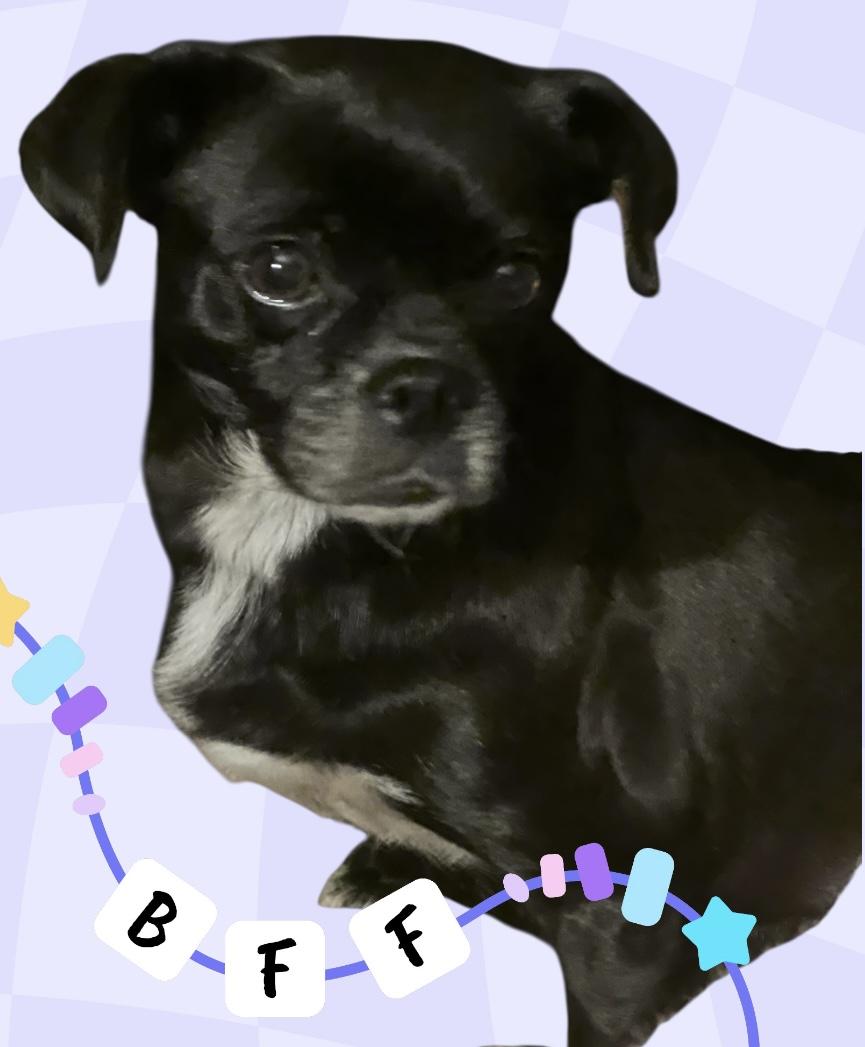Enlarge Pugly, an adopted mixed breed in Soldotna, AK image 4/4