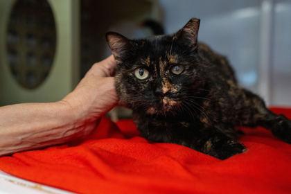 Enlarge Essa, a Adoptable Domestic Short Hair in Carrollton, TX image 1/3