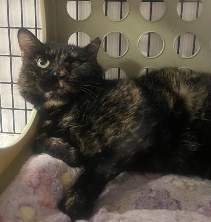 Enlarge Essa, a Adoptable Domestic Short Hair in Carrollton, TX image 2/3