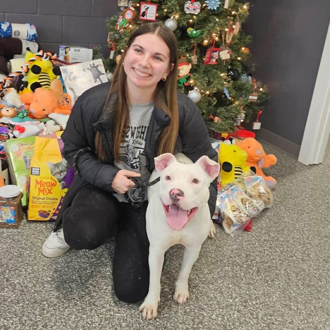 Enlarge Amelia ~ $150 adoption fee, a ADOPTABLE mixed breed in Plainfield, IL image 2/6