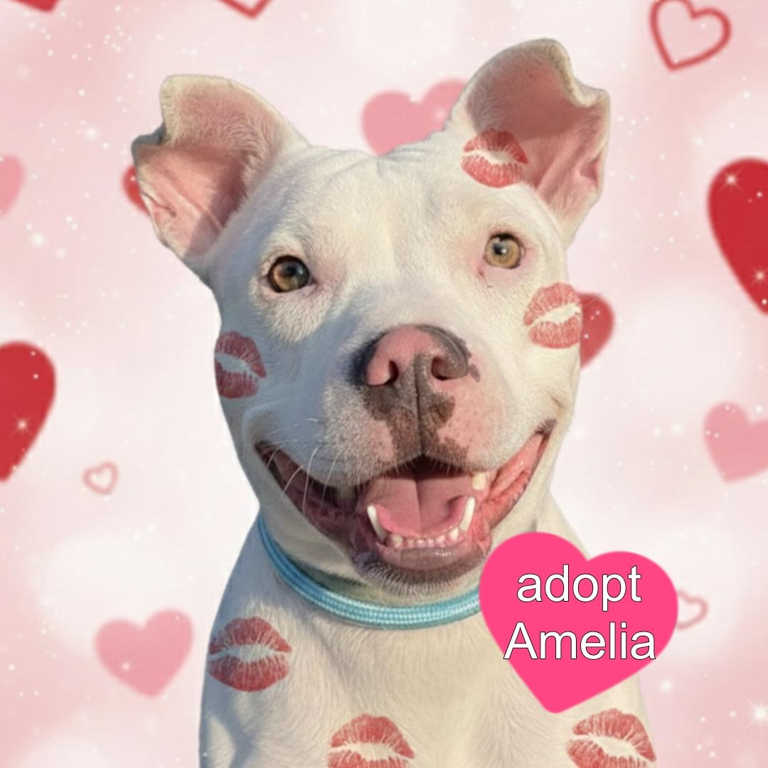 Enlarge Amelia ~ $150 adoption fee, a ADOPTABLE mixed breed in Plainfield, IL image 1/6