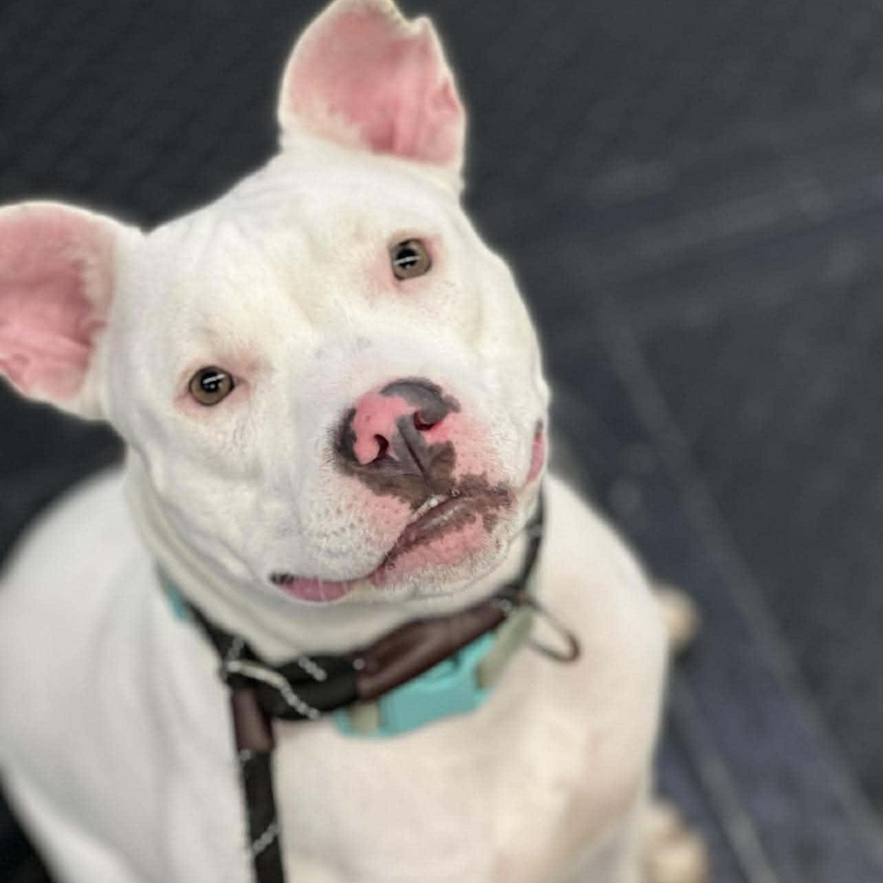 Enlarge Amelia ~ $150 adoption fee, a ADOPTABLE mixed breed in Plainfield, IL image 4/6