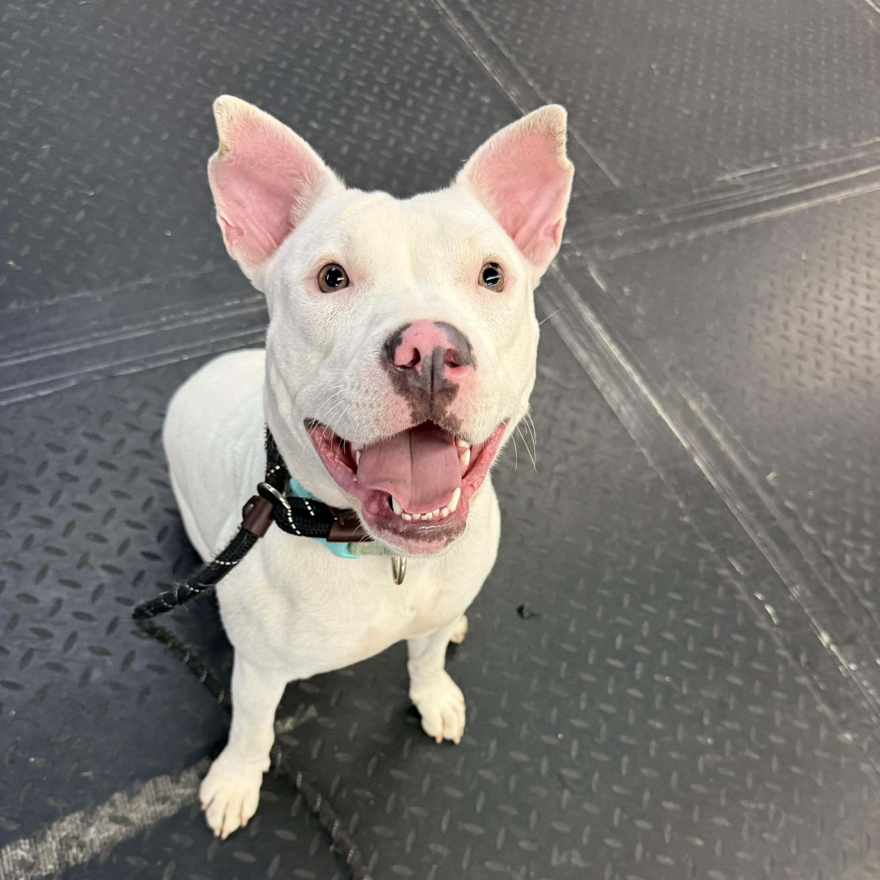 Enlarge Amelia ~ $150 adoption fee, a ADOPTABLE mixed breed in Plainfield, IL image 3/6