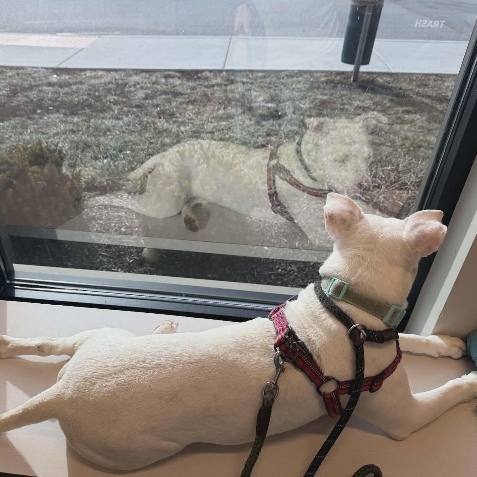 Enlarge Amelia ~ $150 adoption fee, a ADOPTABLE mixed breed in Plainfield, IL image 6/6