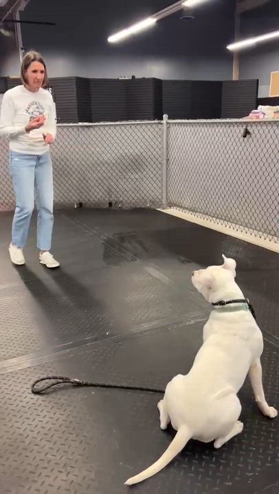 Enlarge Amelia ~ $150 adoption fee, a ADOPTABLE mixed breed in Plainfield, IL video 5/6