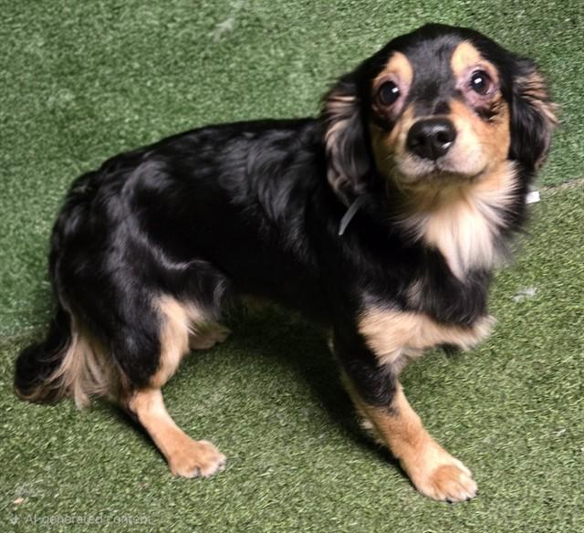 BABY, Adoptable, Young Male Chihuahua.