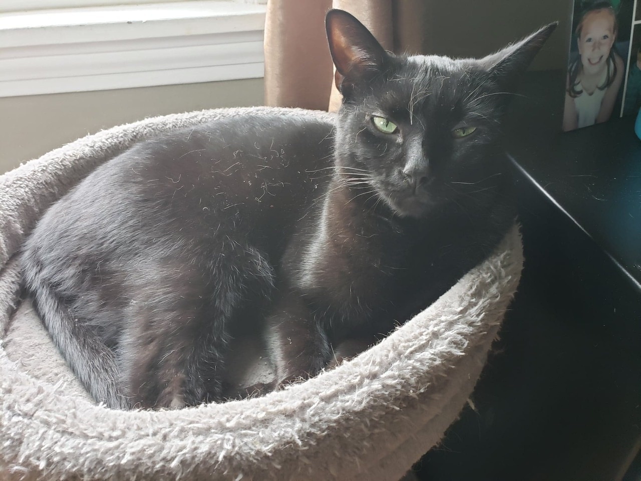 Liam, Adoptable, Adult Male Domestic Short Hair.