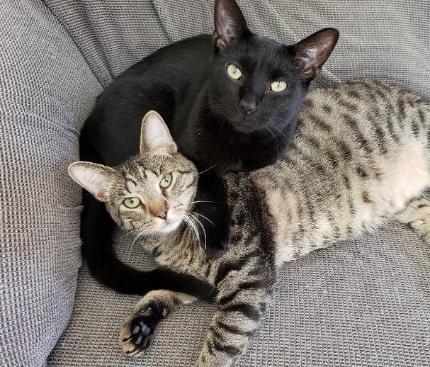 Enlarge Liam, a Adoptable Domestic Short Hair in Rochester, NY image 2/11