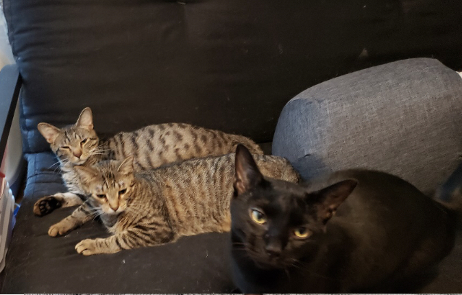 Enlarge Liam, a Adoptable Domestic Short Hair in Rochester, NY image 3/11