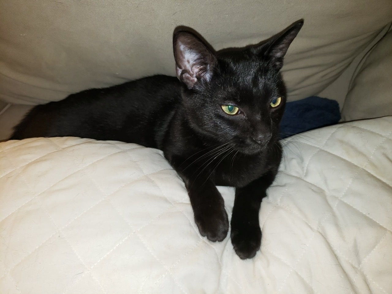 Enlarge Liam, a Adoptable Domestic Short Hair in Rochester, NY image 4/11