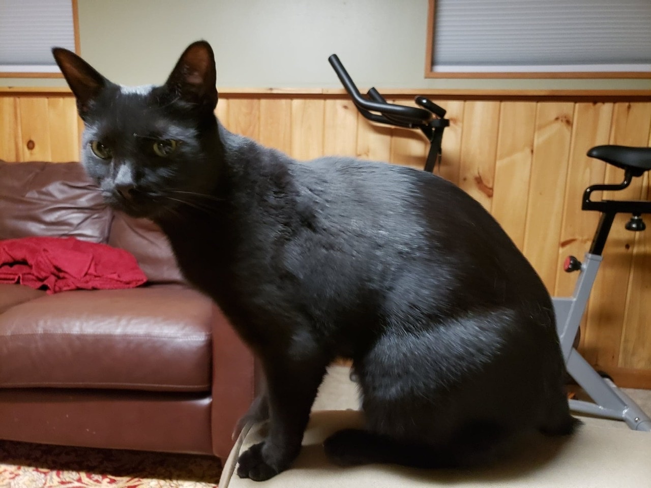 Enlarge Liam, a Adoptable Domestic Short Hair in Rochester, NY image 5/11