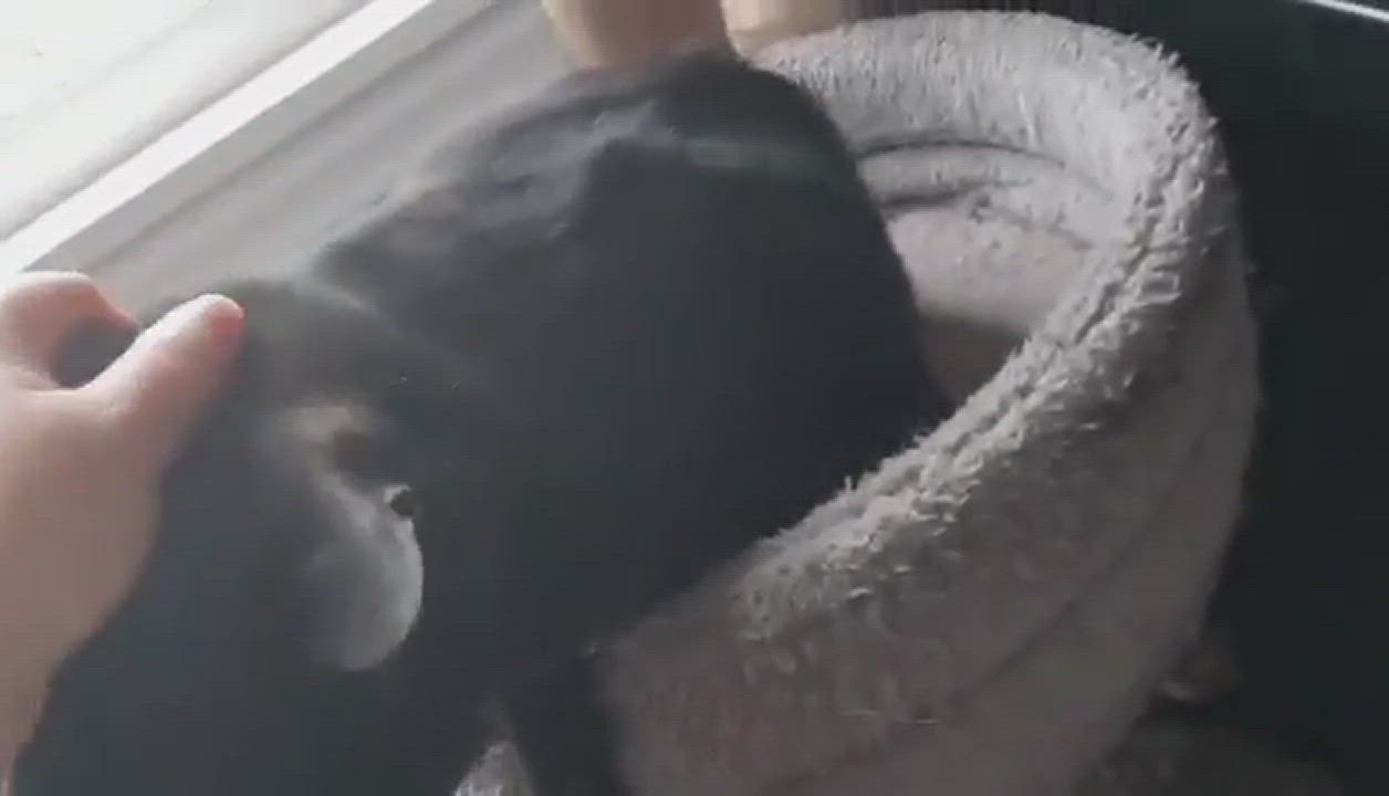 Enlarge Liam, a Adoptable Domestic Short Hair in Rochester, NY video 11/11