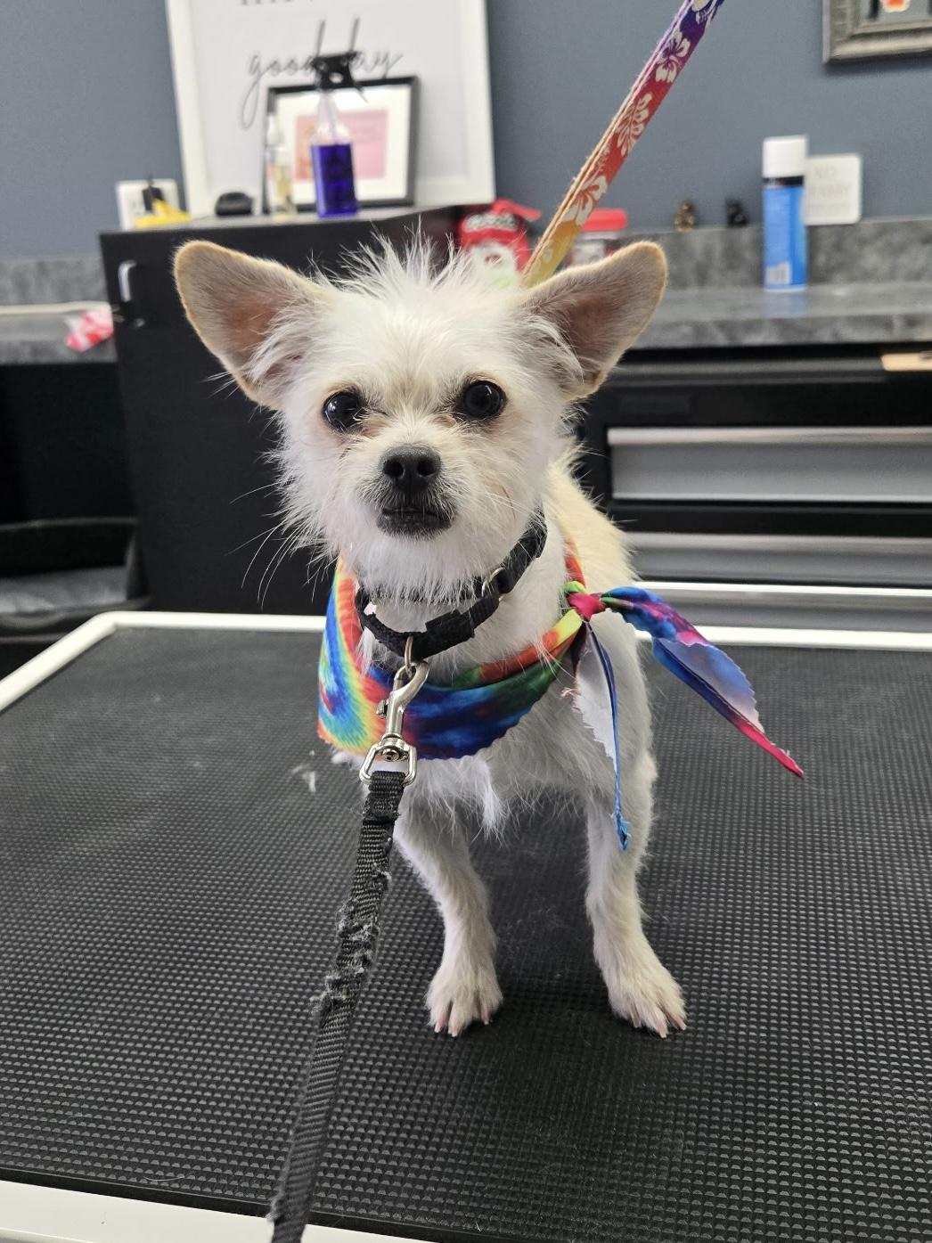 Raine & Stormy (BONDED PAIR), a Adoptable mixed breed in Orland Park, IL image 3/6