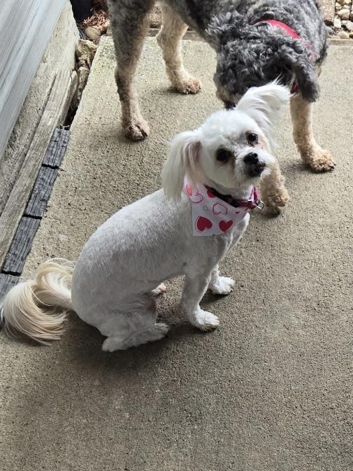 Raine & Stormy (BONDED PAIR), a Adoptable mixed breed in Orland Park, IL image 4/6