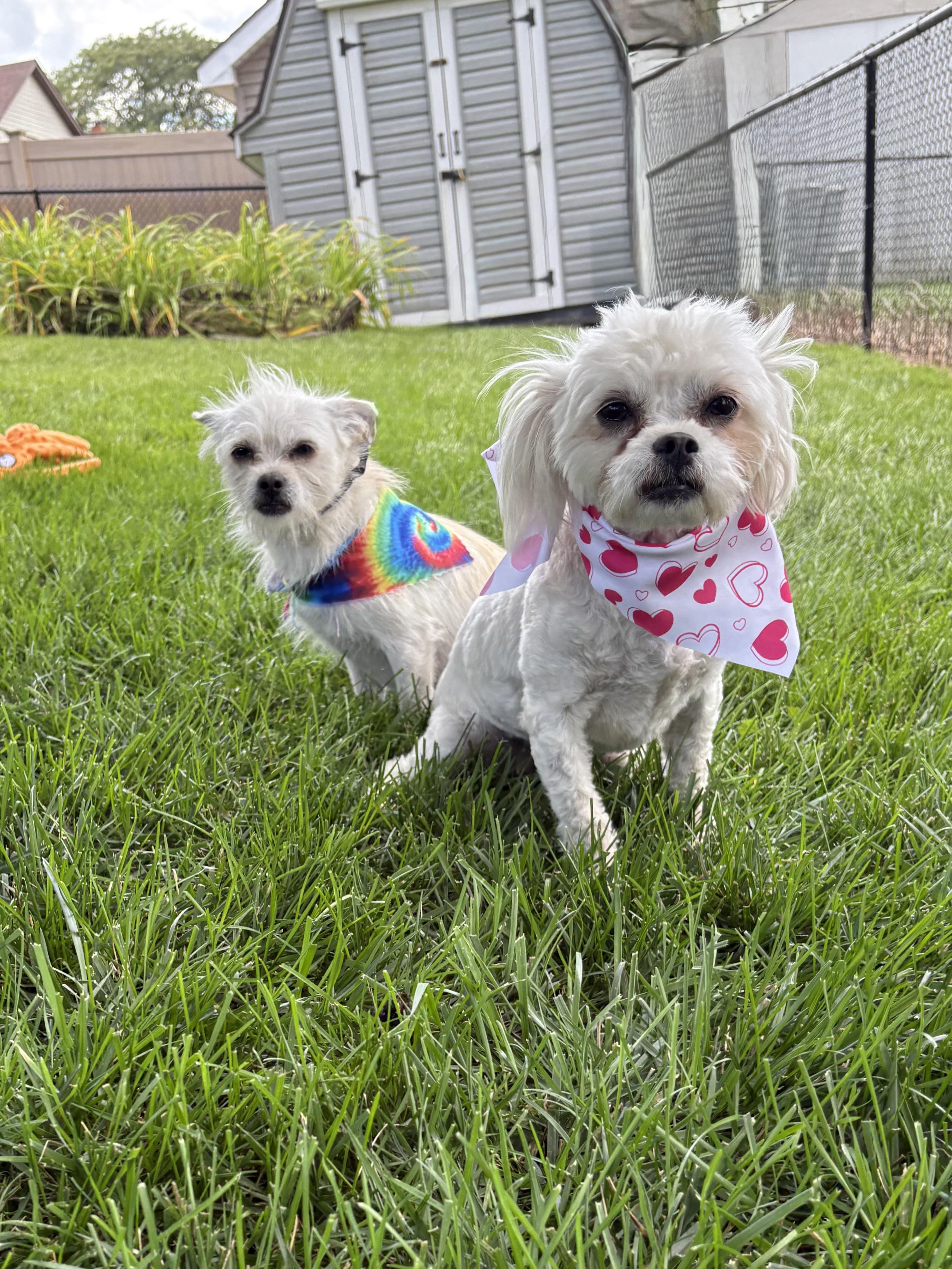 Raine & Stormy (BONDED PAIR), Adoptable, Adult Male Maltipoo & Chihuahua.