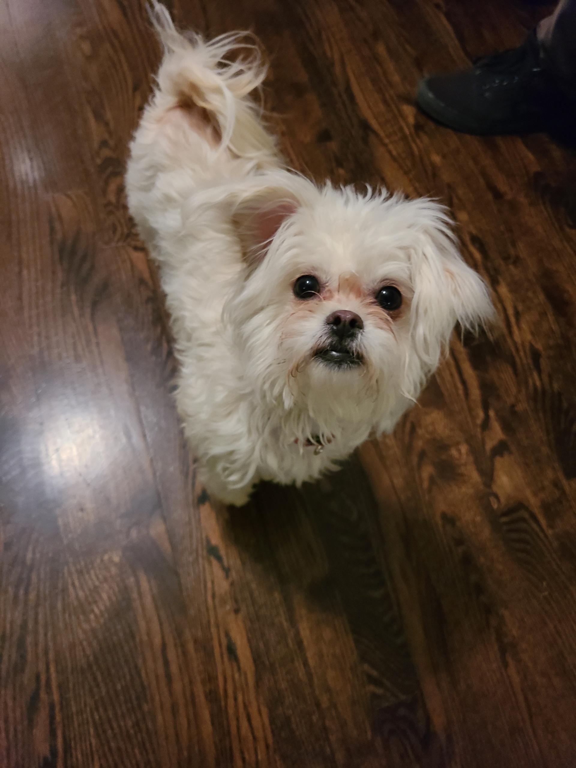 Raine & Stormy (BONDED PAIR), a Adoptable mixed breed in Orland Park, IL image 5/6