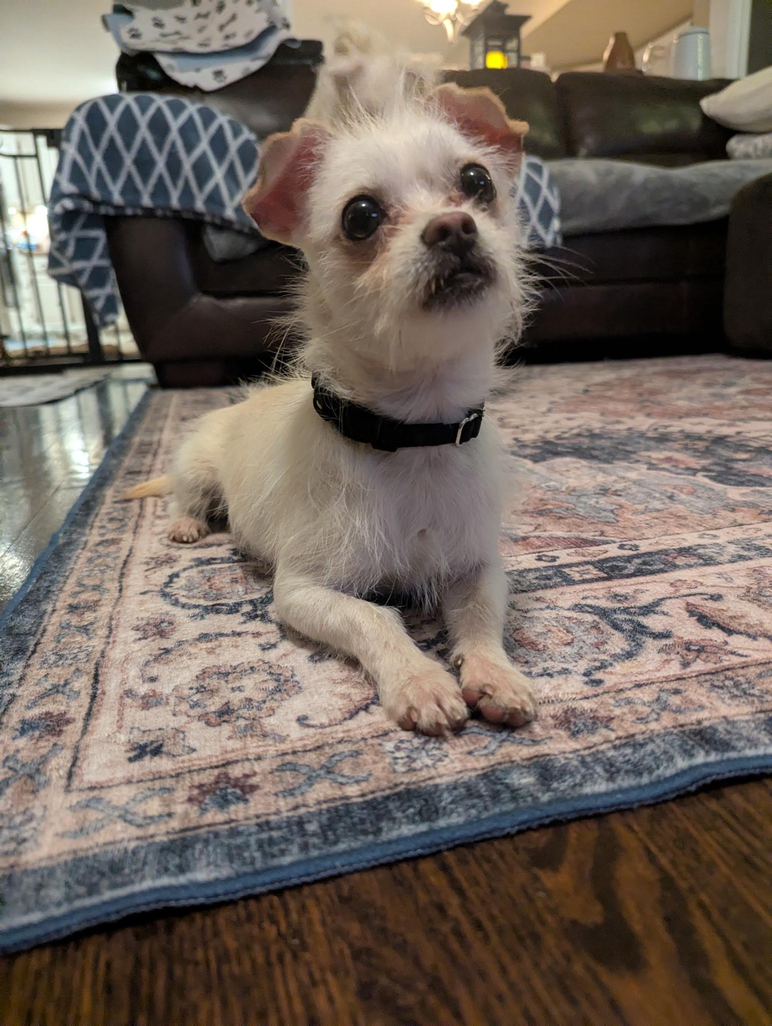 Raine & Stormy (BONDED PAIR), a Adoptable mixed breed in Orland Park, IL image 6/6