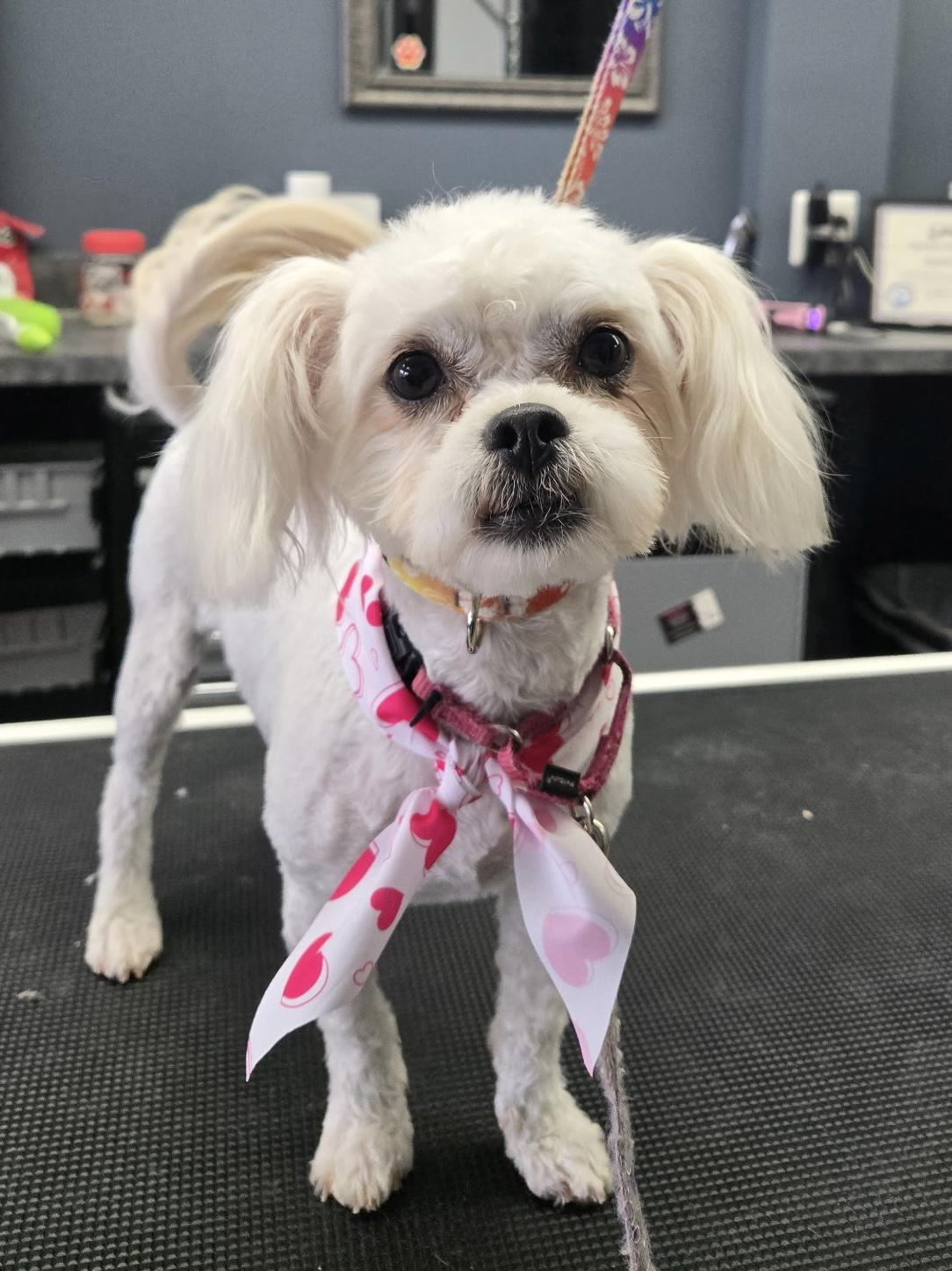 Raine & Stormy (BONDED PAIR), a Adoptable mixed breed in Orland Park, IL image 2/6