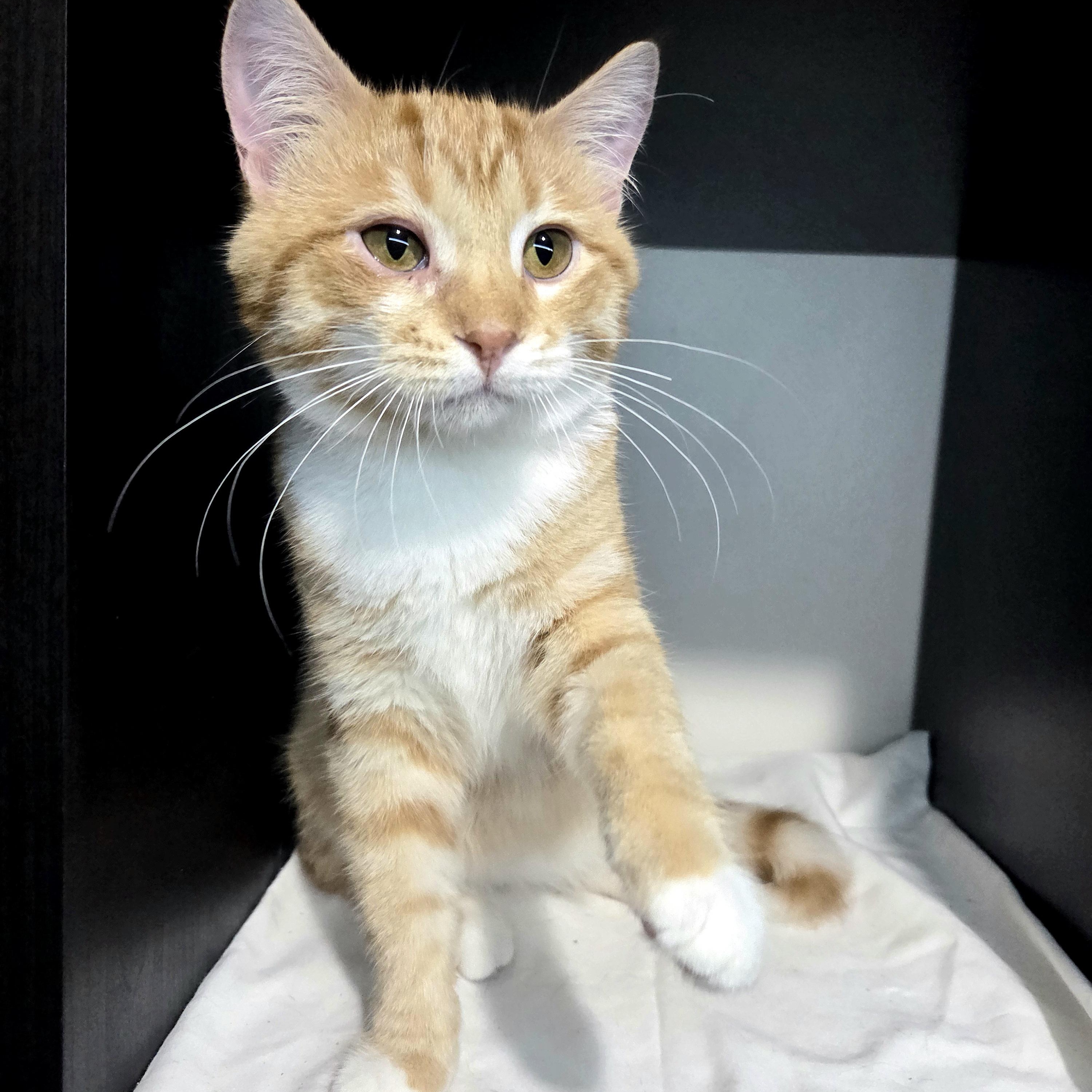 Pre-Adoption: Spark, Adoptable, Young Male Domestic Short Hair.