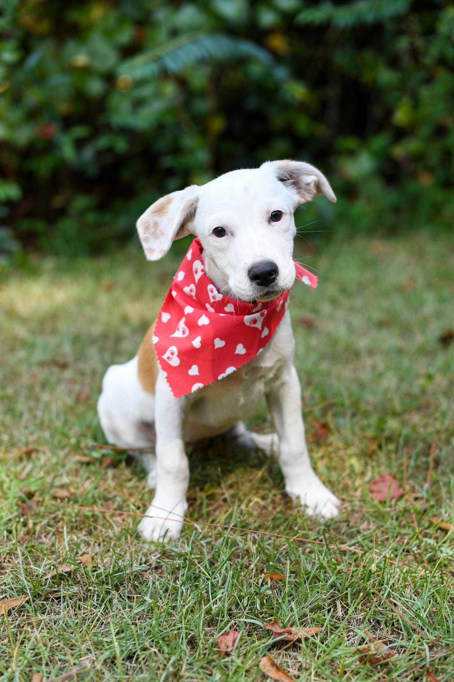 Enlarge Skylar, an adopted mixed breed in Argyle, NY image 5/6