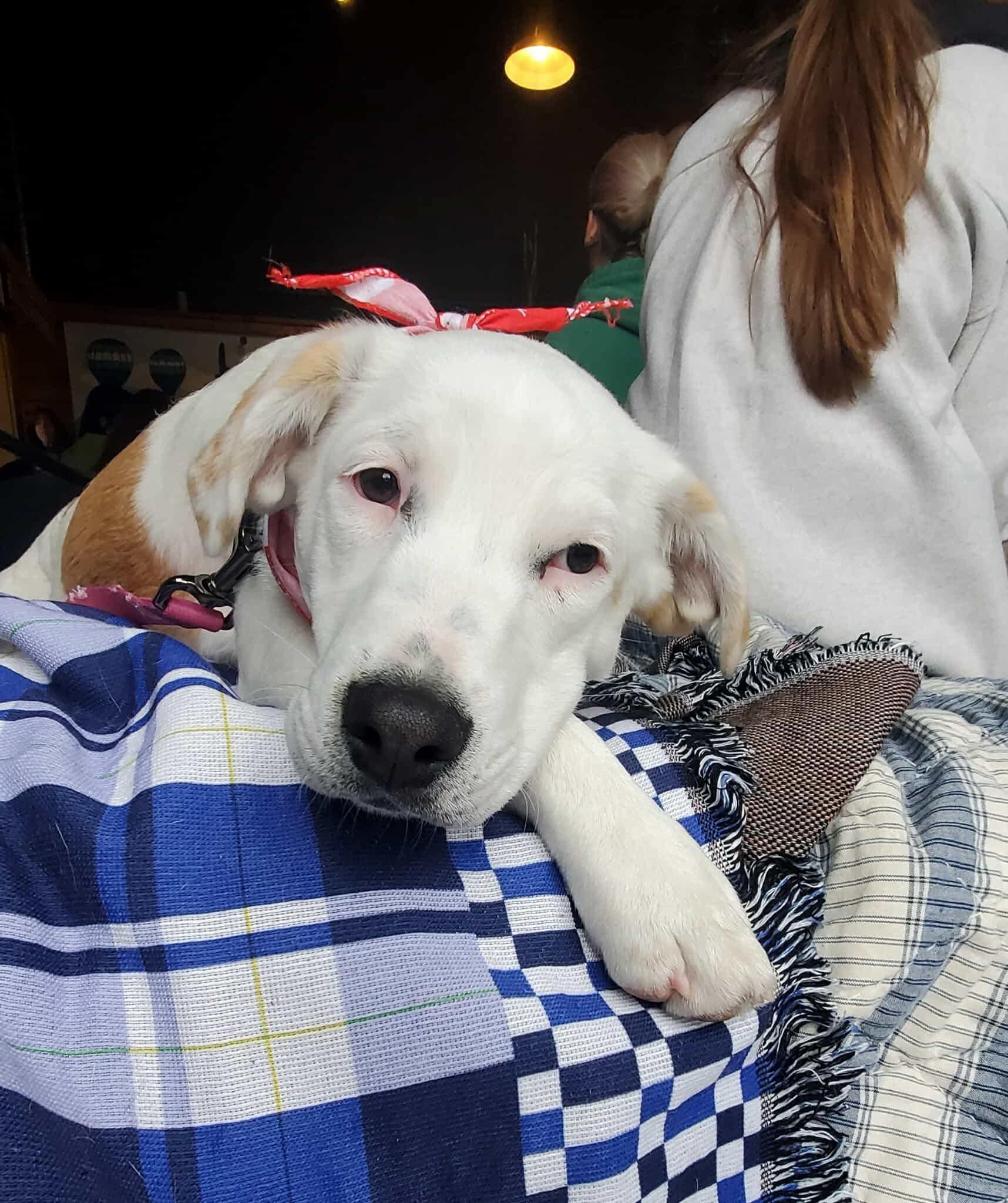 Skylar, Adoptable, Puppy Female Pointer & Australian Cattle Dog / Blue Heeler.