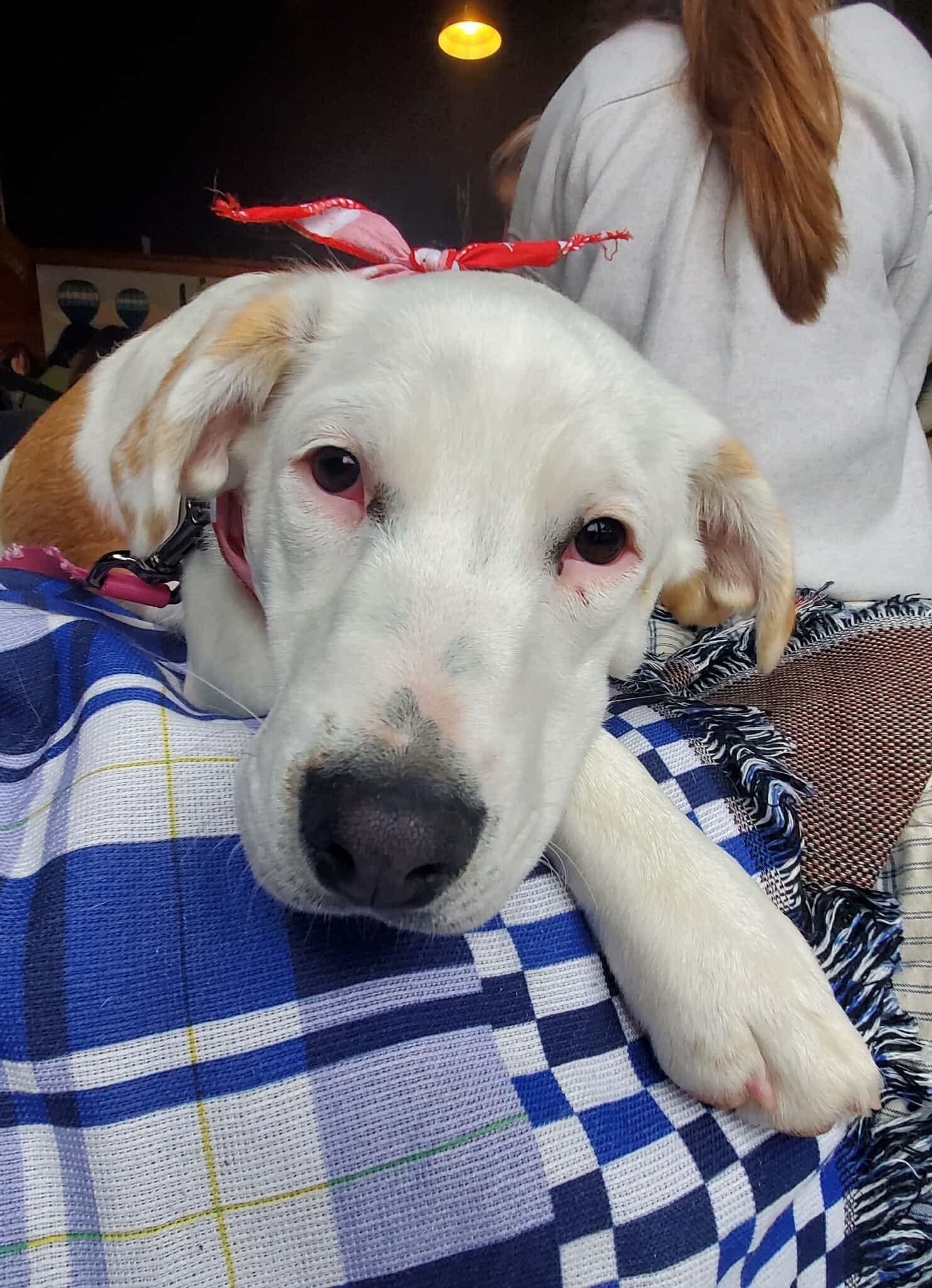 Enlarge Skylar, an adopted mixed breed in Argyle, NY image 3/6