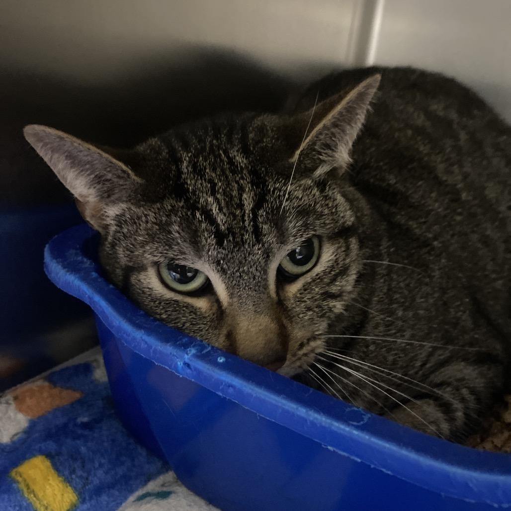 Enlarge Brenda, a Adoptable Domestic Short Hair in Canastota, NY image 1/1