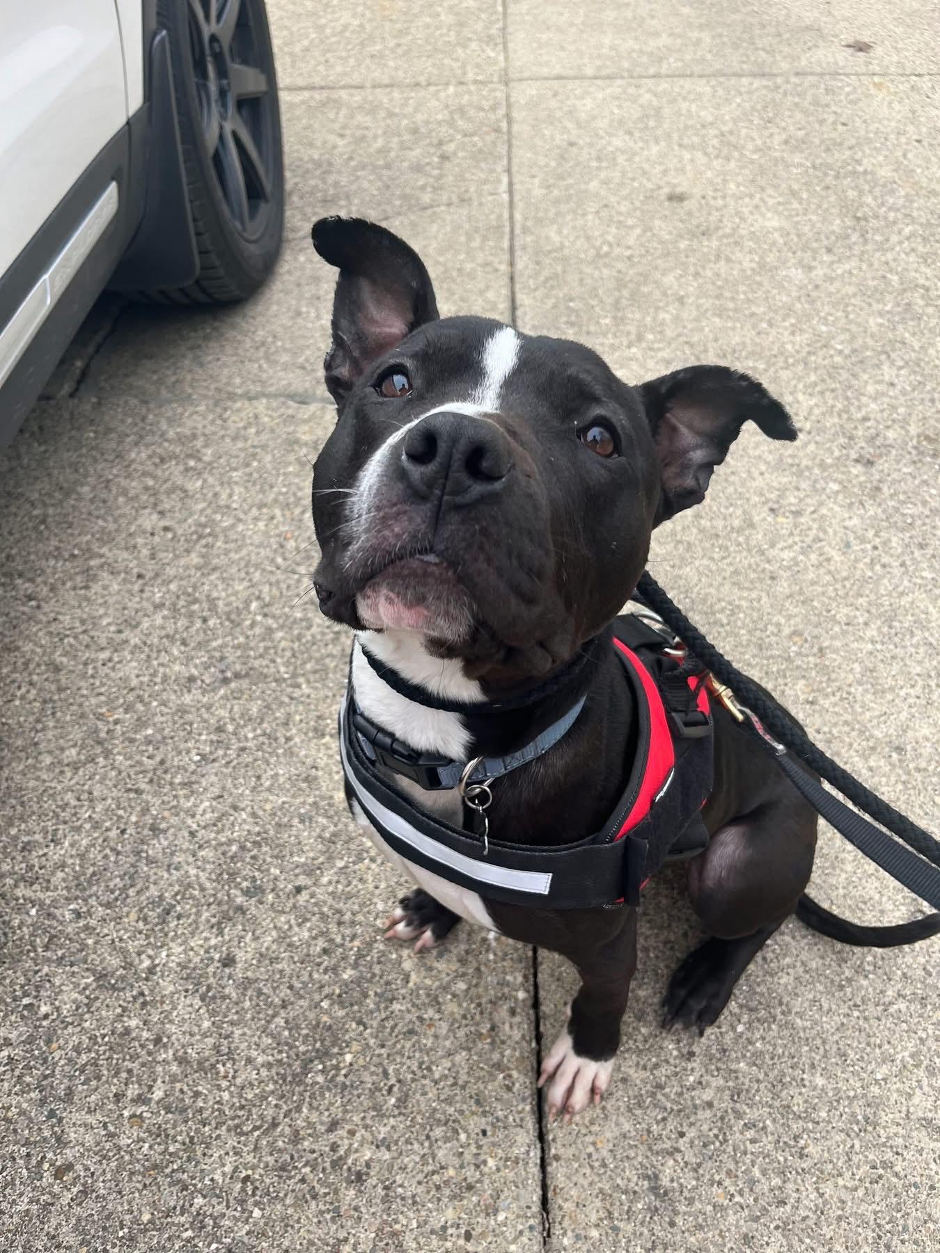 Enlarge Todd , a ADOPTABLE mixed breed in Greenwood, IN image 1/4