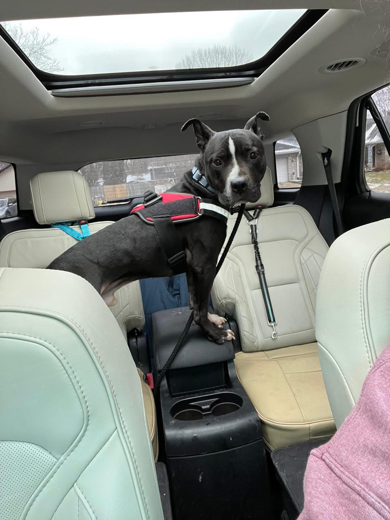 Enlarge Todd , a ADOPTABLE mixed breed in Greenwood, IN image 2/4