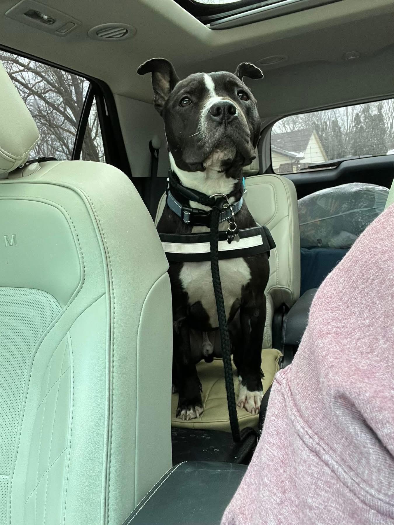Enlarge Todd , a ADOPTABLE mixed breed in Greenwood, IN image 3/4